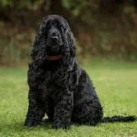 واگذاری سگ کوکر اسپانیل