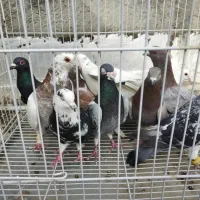 10تا نر پرشی بشرط کفتر سبزوار