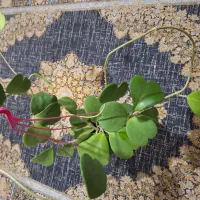 گل طبیعی .هویا (کری)ابلق و سبز|گل و گیاه طبیعی|تهران, شهید فکوری|دیوار