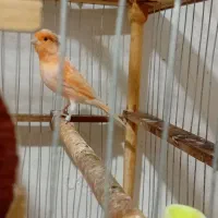 قناری پرتقالی عروس هلندی