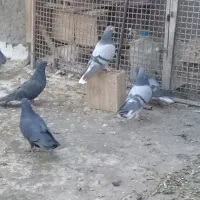 کفتر کبوتردمگیر غلاغ وخرقه بدرنگ