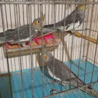 عروس هلندی|پرنده|رشت, نظری|دیوار