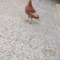 یک عدد بوقلمون ماده بارنگ خاس|حیوانات مزرعه|دزفول, |دیوار