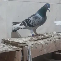 کبوتر|پرنده|آبادان, |دیوار