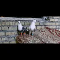 کربلایی کله سفید