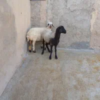 فروش قوچ سه۳شیره ودوراس بره ماده|حیوانات مزرعه|قلقل رود, |دیوار