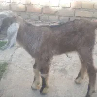 بزغاله شیر خوار نژدار