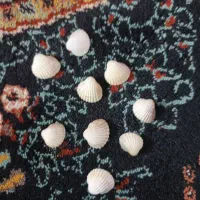 ۹ عدد صدف به فروش میرسد