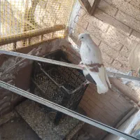 کبوتر|پرنده|رباطکریم, رباطکریم|دیوار