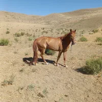 مادیون خوشرنگ وچابک ۴ساله
