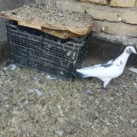 ابلق سبز نر به ضمانت پرش