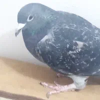 پرنده کفتر گلبسر فنچ مرغ عشق سهره