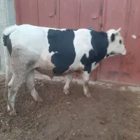 گوساله نر|حیوانات مزرعه|مرودشت, گندم|دیوار