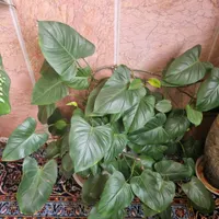 گل طبیعی|گل و گیاه طبیعی|تربت جام, پاسداران|دیوار