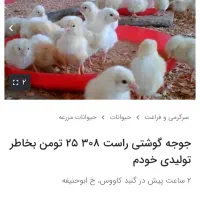 جوجه گوشتی یکروزه کلاهبرادری