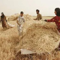 کلش کاه در زمین  فروش هکتاری قبل تماس توضیحات بخون