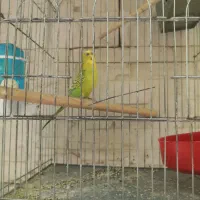 مرغ عشق نر فروشی