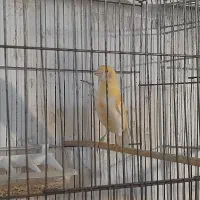 قناری رسمی