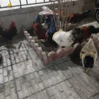 خروس محلی|حیوانات مزرعه|هشتگرد, شهرک گلها|دیوار