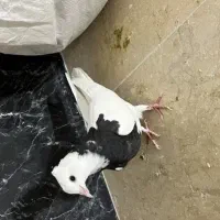 طوقی|پرنده|گلپایگان, |دیوار