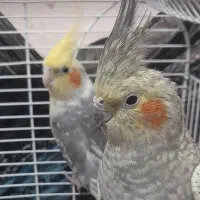 عروس هلندی جفت مولد و سخنگو