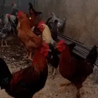 خروس محلی اصل