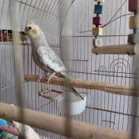 عروس هلندی تاج پرنسسی، چشم شرابی