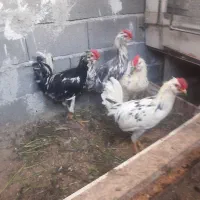 خروسمرغ فروشی گلین چهل تاج ریشو پردیس جاجرود|حیوانات مزرعه|جاجرود, |دیوار