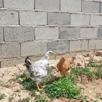 جوجه مرغ و خروس ۴ ماهه