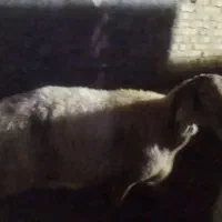 میش چینی درجه یک