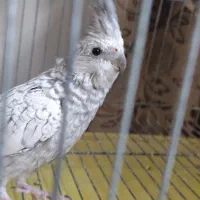 عروس هلندی|پرنده|سنندج, |دیوار