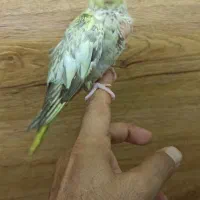 فروش جوجه عروس نر بسیار زیبا