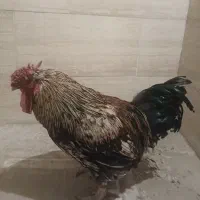 خروس چل جیر|حیوانات مزرعه|خمینی‌شهر, |دیوار