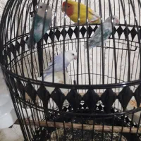 جفت گرینچیک و کوتوله|پرنده|مشهد, مهدی آباد (بلوار توس)|دیوار