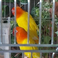 برزیلی اوپلای لوتینو چشم فالو (چشم قرمز )