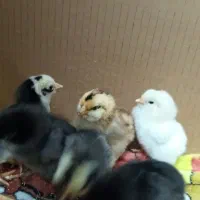 جوجه یک روزه نژاد دار|حیوانات مزرعه|رباط‌کریم, رباط‌کریم|دیوار