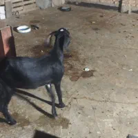 گوسفند و بز