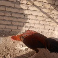 خروس لاری|حیوانات مزرعه|تربت جام, جامرود|دیوار