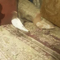 کبوتر جفتی نر وماده|پرنده|شیراز, حومه شیراز|دیوار