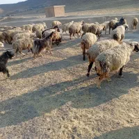 بره|حیوانات مزرعه|مرودشت, رامجرد یک|دیوار