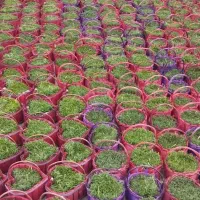 سبزه عید باکیفیت بسیار عالی