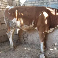 گاو گوساله بز بره آلمانی