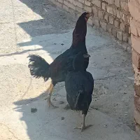 یه جفت لاری اصیل تاج تخت
