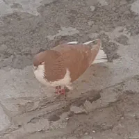کفتر خوشرنگ چپ