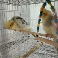 عروس هلندی|پرنده|طبس, |دیوار