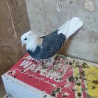 کبوتر شازاده نر