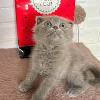 دنیای گربه های اصیل ( پرشین بریتیش اسکاتیش )|گربه|بندرعباس, |دیوار