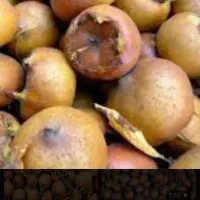 ازگیل وپرتقال شما را به قیمت مناسب خریداریم|خدمات باغبانی و درختکاری|اسالم, |دیوار