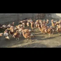 بوقلمون  بوربون|حیوانات مزرعه|جوانرود, |دیوار