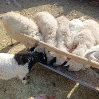 چهار راس میشه آبستن|حیوانات مزرعه|سیرجان, |دیوار